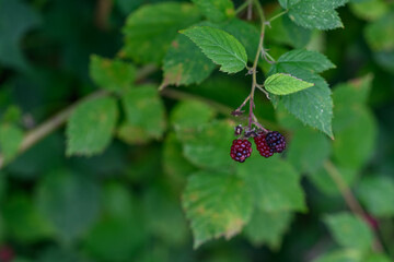Ripening blackberries on a plant.
