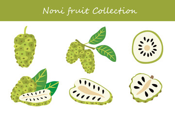 noni fruit collection in different poses. Vector illustration.