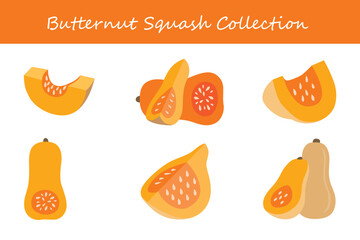 butternut squash collection in different poses. Vector illustration.