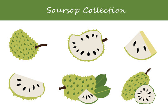 soursop collection in different poses. Vector illustration.
