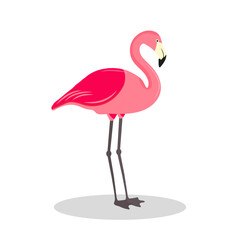 Fototapeta premium Flamingo isolated on white