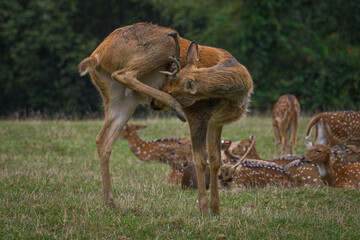 The barasinga deer is being cleaned.
