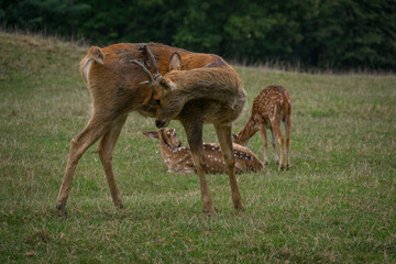 The barasinga deer is being cleaned.
