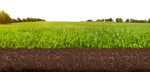 Meadow Panorama with soil and roots - Gound View PNG Background