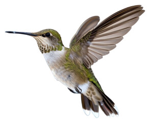 Fototapeta premium PNG Hummingbird hummingbird hovering animal.