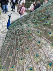 Obraz premium peacock with feathers