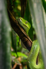 A green python snake on a branch under a leaf.
