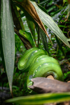 A green python snake on a branch under a leaf.
