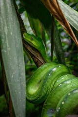 A green python snake on a branch under a leaf.

