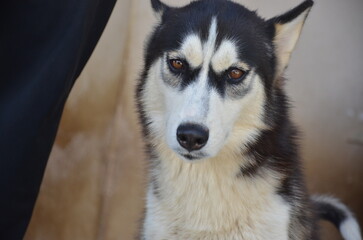 
Beautiful Siberian Rusky dog, with brown eyes.