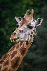 Close-up of the head of a giraffe eating grass.
