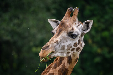 Close-up of the head of a giraffe eating grass.

