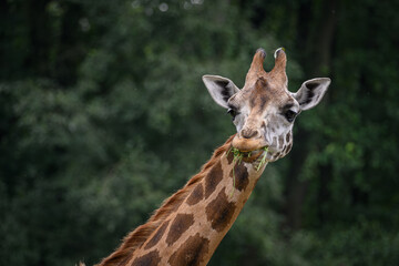 Close-up of the head of a giraffe eating grass.
