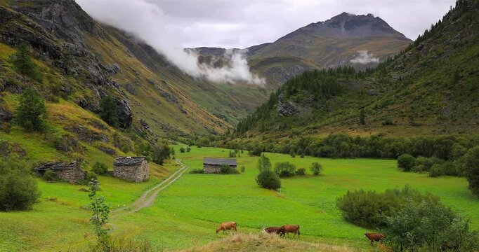 Troupeau de vaches dans la vall&eacute;e de la Maurienne en Savoie
