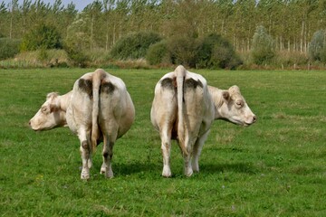 Deux vaches Charolaise.