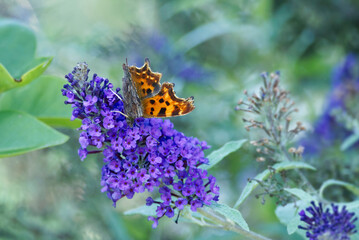 Comma butterfly (Polygonia c-album) perched on summer lilac in Zurich, Switzerland
