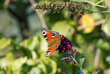 European peacock butterfly (Aglais io) perched on summer lilac in Zurich, Switzerland