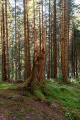 Glen Affric in the scottish Highlands