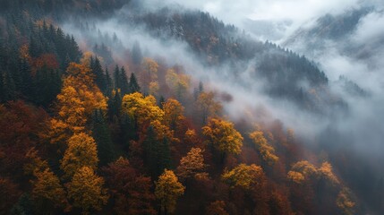 Fototapeta premium Balkan Mountains forest in autumn, draped in fog and showcasing a beautiful mix of golden and red leaves