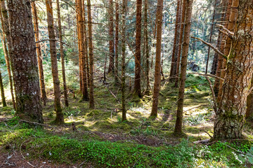 Glen Affric in the scottish Highlands