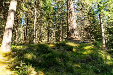Glen Affric in the scottish Highlands