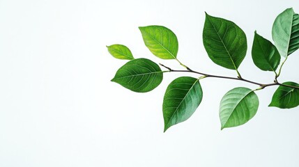 Beautiful green leaves on a branch against a plain white background, highlighting the fresh and vibrant appearance of the foliage