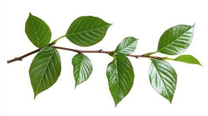 Fototapeta premium Beautiful green leaves on a branch isolated on a white background, showcasing the natural texture and freshness of the leaves