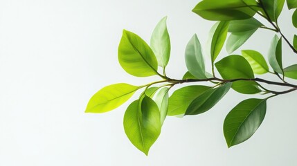 Beautiful green leaves on a branch against a plain white background, highlighting the fresh and vibrant appearance of the foliage