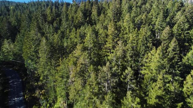 Gliding over dense forest with a road running through it. In the distance a small bay. 