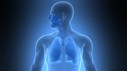 Human Respiratory System Lungs Anatomy