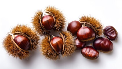 Autumn - Fresh chestnut fruits, Castanea, Horse Chestnut (Aesculus hippocastanum) on white background