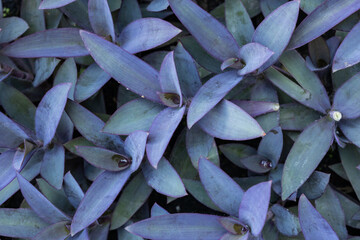 Close-Up of Lush Green Tree Leaves Outdoors