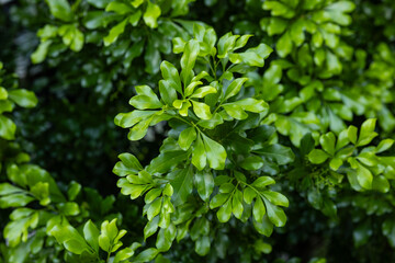 Close-Up of Lush Green Tree Leaves Outdoors