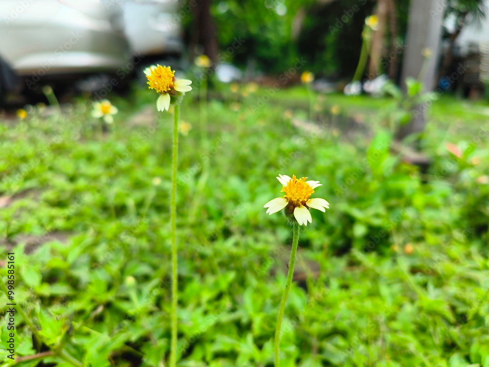 Sticker Blurred image of Tridax Daisy in bloom. Coat buttons is an herbaceous plant. Mexican daisy has white flowers with broad petals. three lobes. The inflorescence stalk is very long. Stamens are yellow
