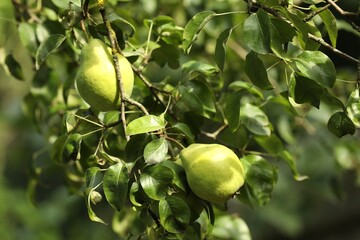 Ripe pears growing on tree in garden, closeup