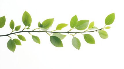Naklejka premium Branch with fresh green leaves against a clean white background, ideal for nature-themed graphics and botanical designs