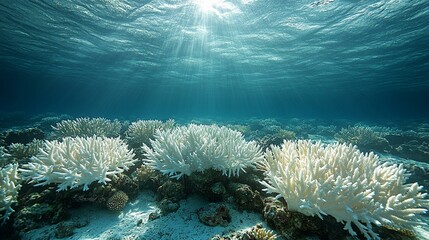 the Coral reef experiencing bleaching, showing the impact of climate change on vibrant marine life.