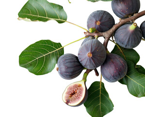PNG  Branch of a fig tree fruit plant food.