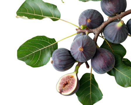 PNG  Branch of a fig tree fruit plant food.