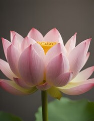 A close-up pink lotus flower in full bloom, with a yellow center, against a dark background