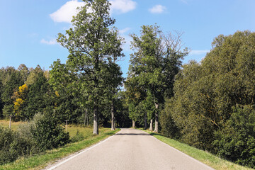 Asphalt road through field, meadow and forest. Beautiful summer landscape with trees along the roadside. Concept of a journey into the unknown. Scenic countryside background.