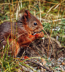 Close up of a red squirrel eating