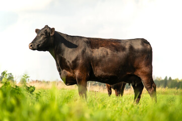 Black angus cow standing on field, forest in background, summer day.
