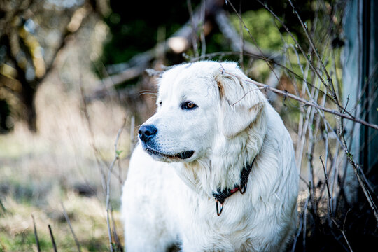 Slovak Cuvac dog portrait on early spring, guardian dog look