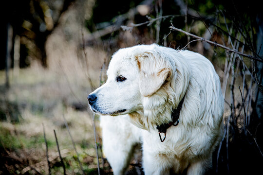 Slovak Cuvac dog portrait on early spring, guardian dog look