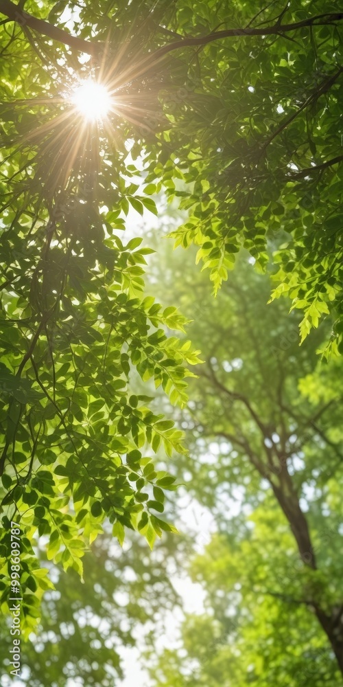 Poster Sunlight filters through the lush green leaves tree, casting a warm glow and creating a serene and tranquil atmosphere