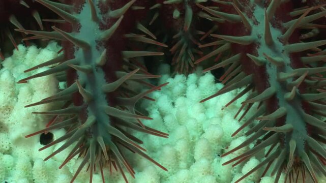 A crown-of-thorns starfish (Acanthaster planci) feeds on coral in close-up.