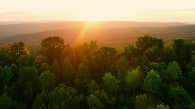 The forest glows warmly at sunset, with trees bathed in golden light. The sky is painted orange, creating a tranquil scene in nature