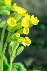 Spring flowering perennial bush of yellow primrose.