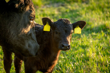 Black angus calf portrait photo